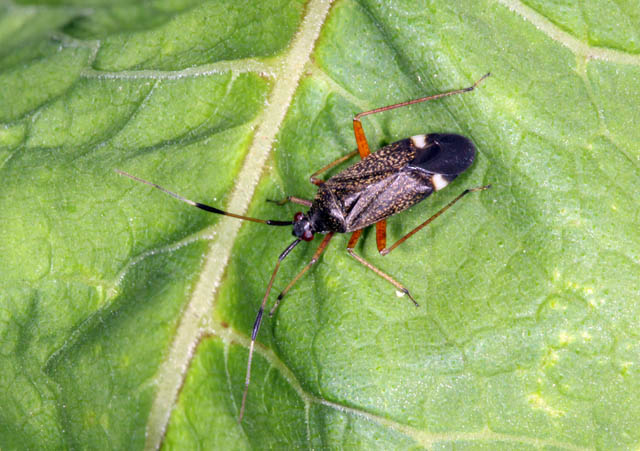 Closterotomus biclavatus - Copyright Denis Bourgeois